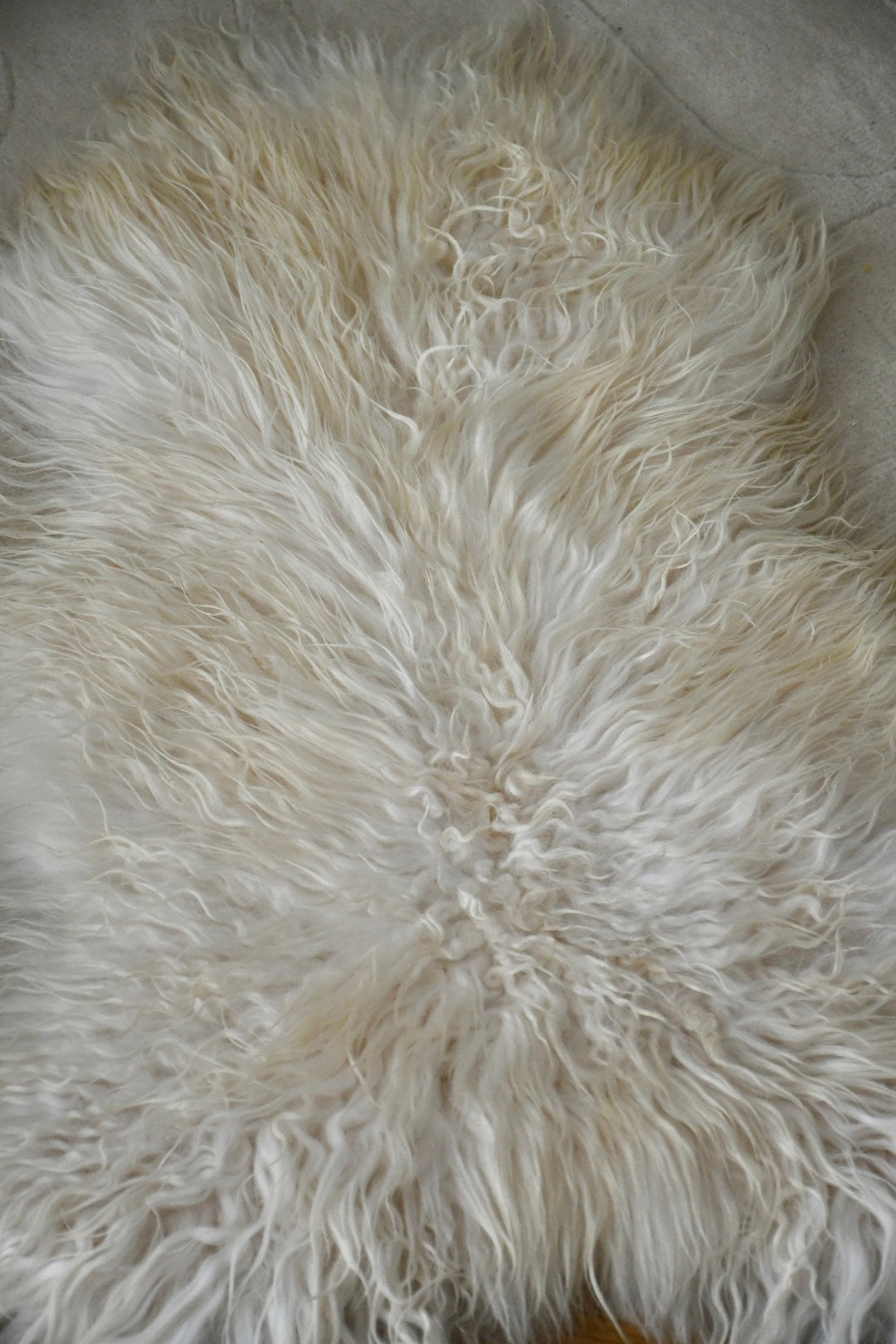 Icelandic Sheepskin - White - Curly - 1