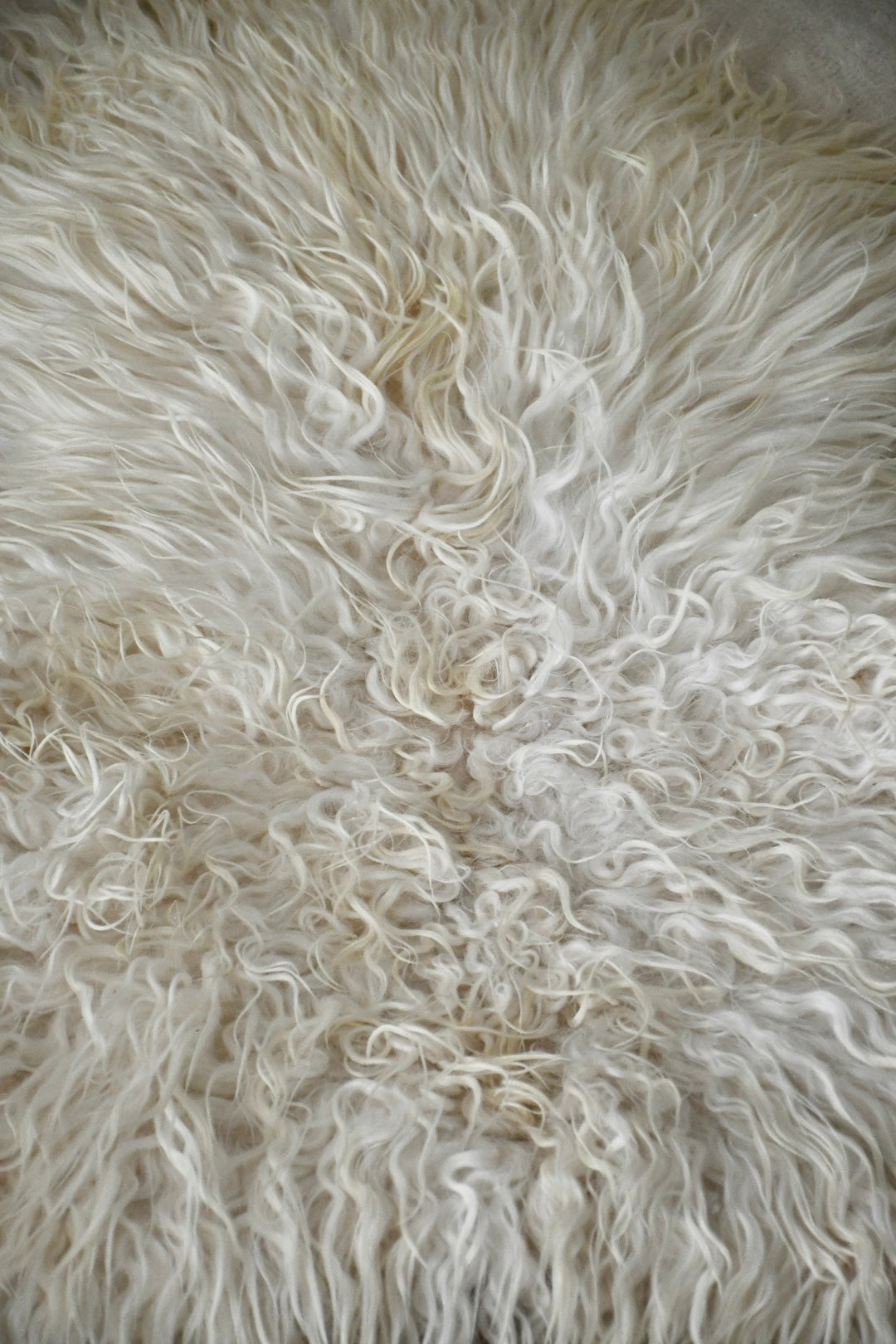 Icelandic Sheepskin - White - Curly - 2