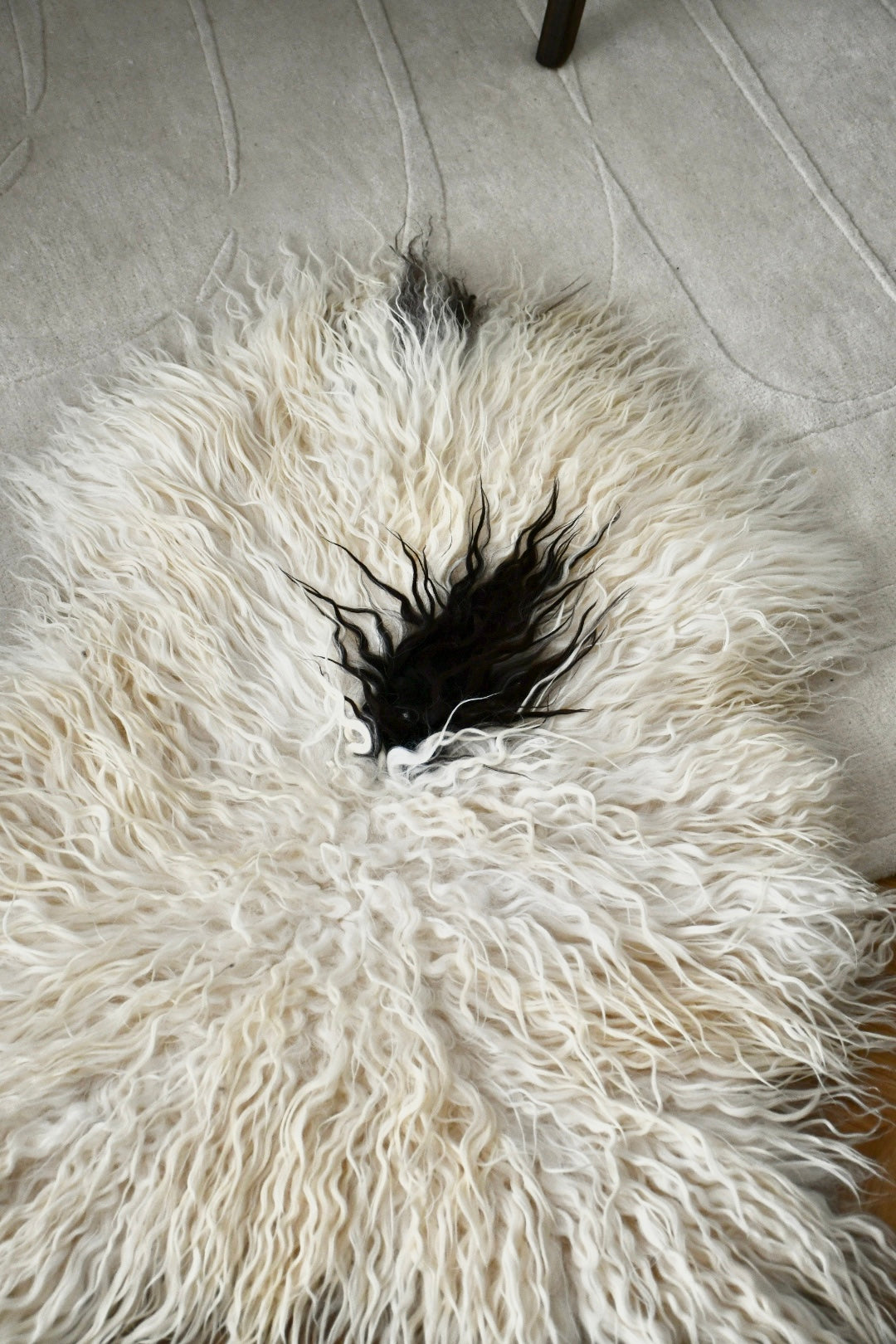 Icelandic Sheepskin - Black & White - Curly - 2