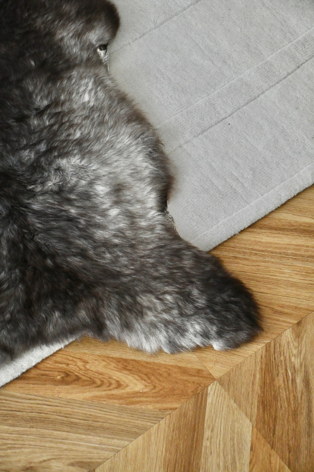Baby Sheepskin - Mix - 1